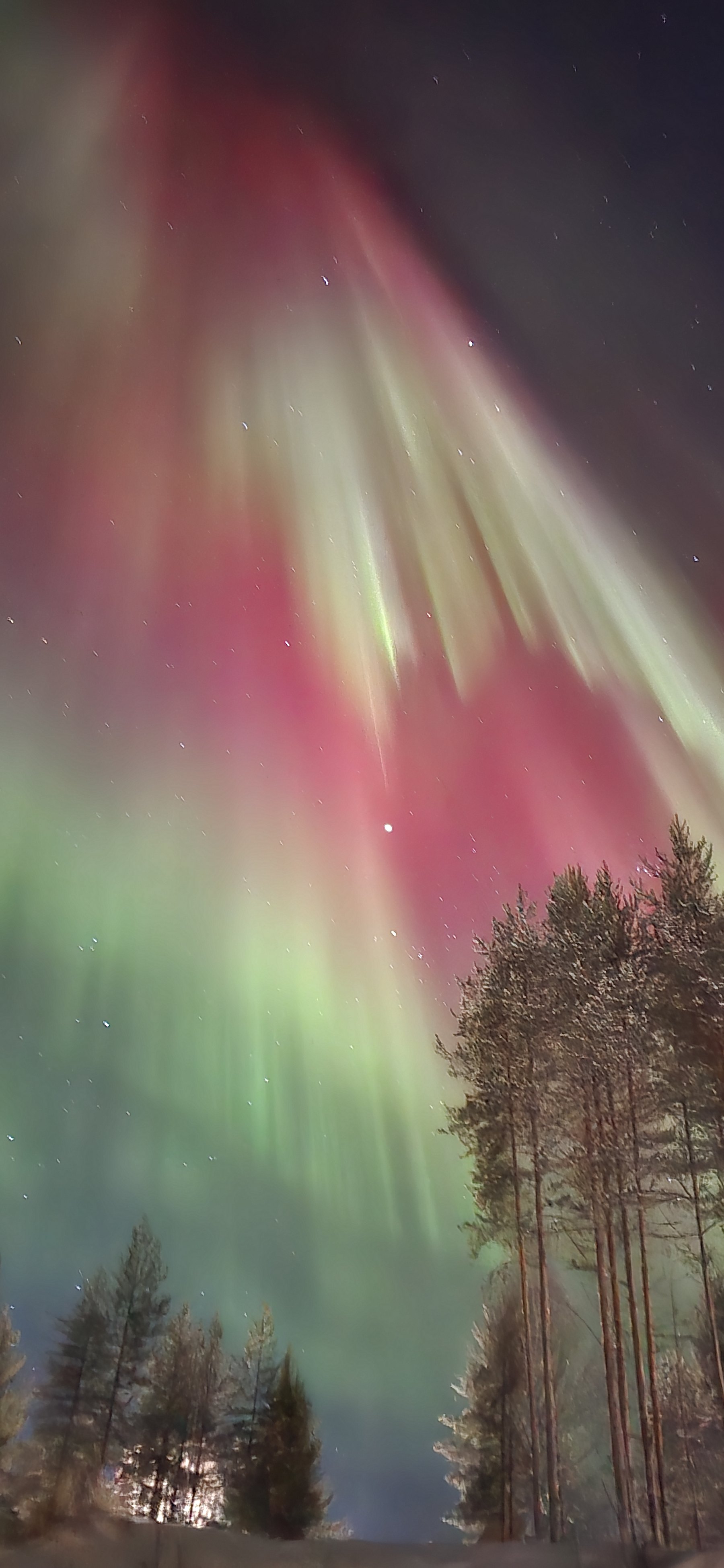 Aurora boreal sobre los bosques del norte